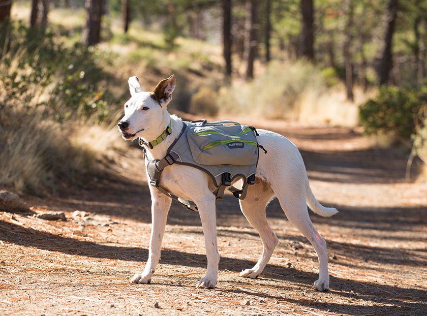 Ruffwear Singletrak Hydration Pack with Built-In Dog Harness