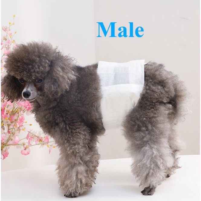 Pakeway Male Dog Pet Diaper - Large