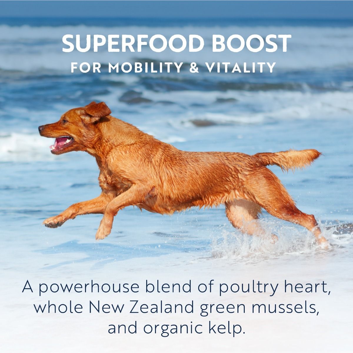 ZIWI Peak Beef Recipe Wet Dog Food