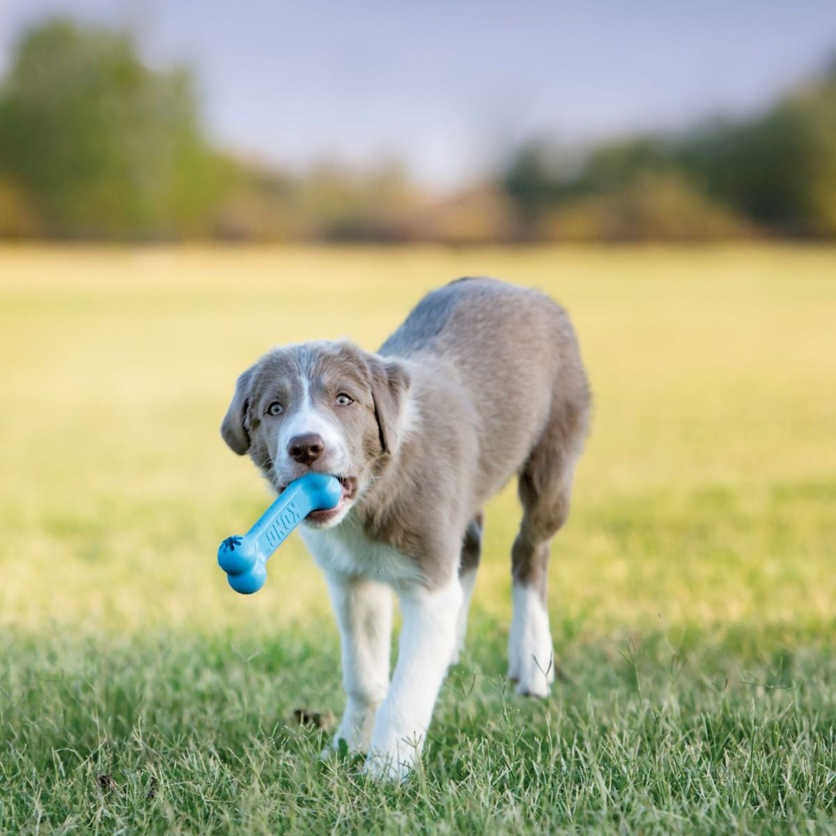 Kong Goodie Bone Puppy Toy