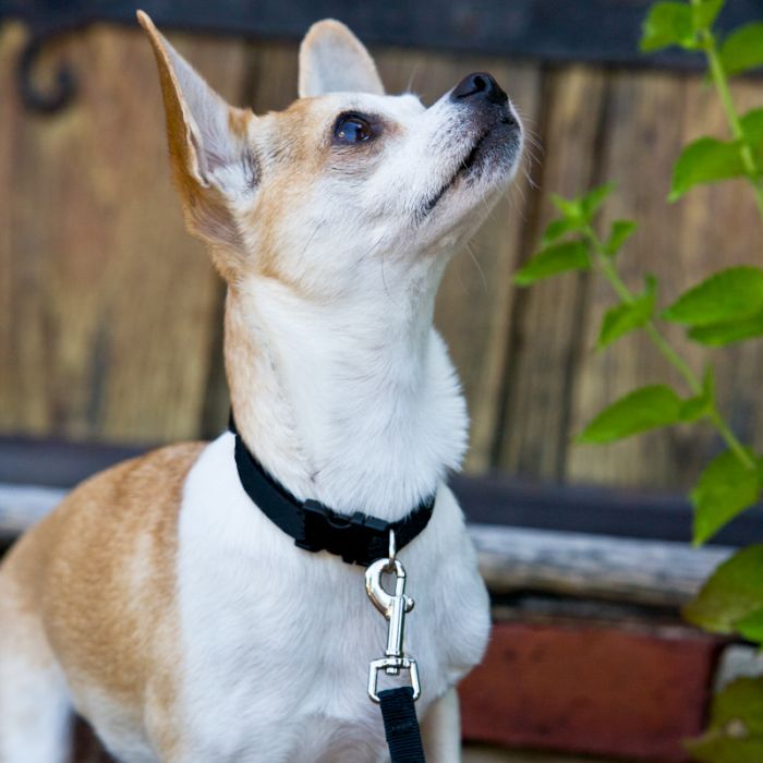 Basic Solids Padded Handle Dog Leash 4ft