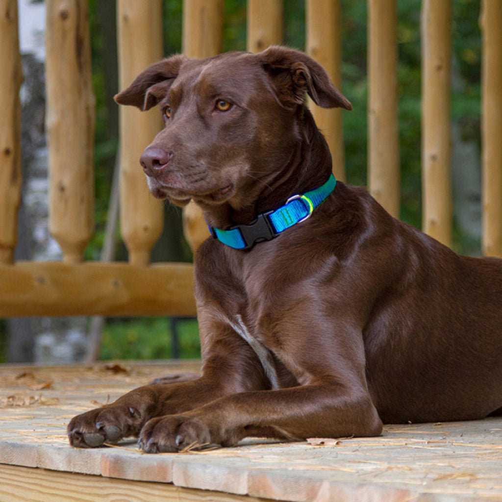 BASICS Adjustable Collar AQUA 3/4″ FOR MEDIUM DOGS