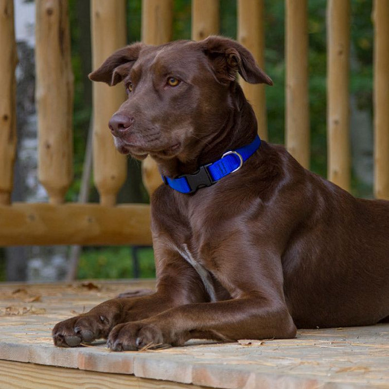 BASICS Adjustable Collar BLUE 3/4″ FOR MEDIUM DOGS
