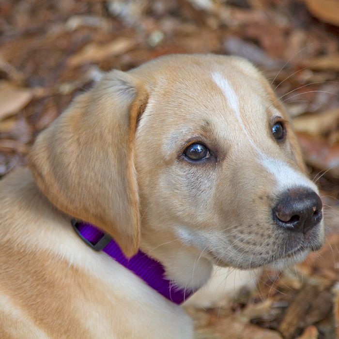 BASICS Adjustable Collar PURPLE 3/4″ FOR MEDIUM DOGS