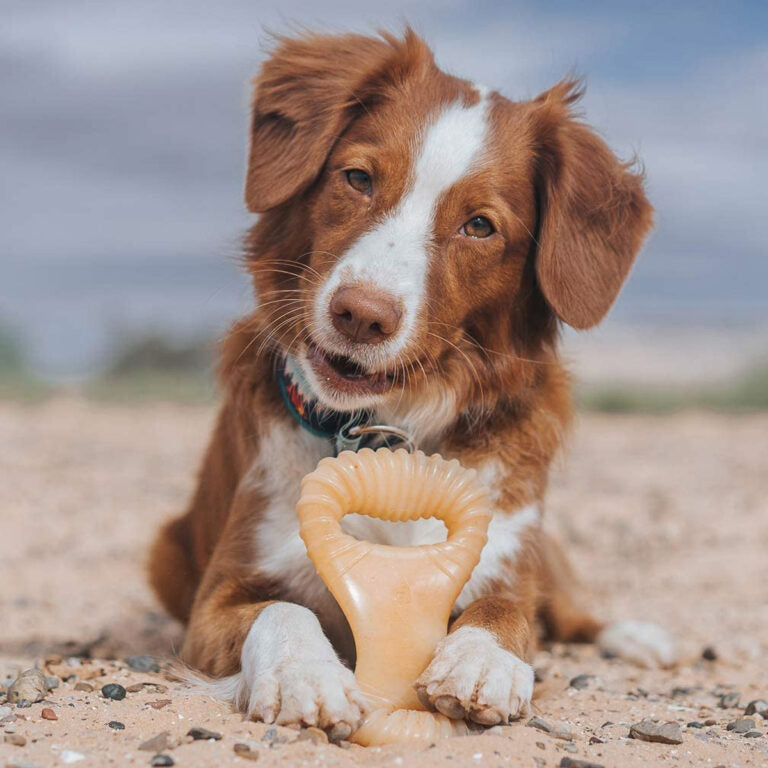 Benebone Dental Dog Chew Toy – Chicken