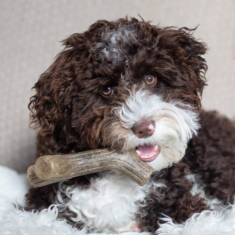 Benebone Puppy Maplestick Chew Dog Toy (Small)