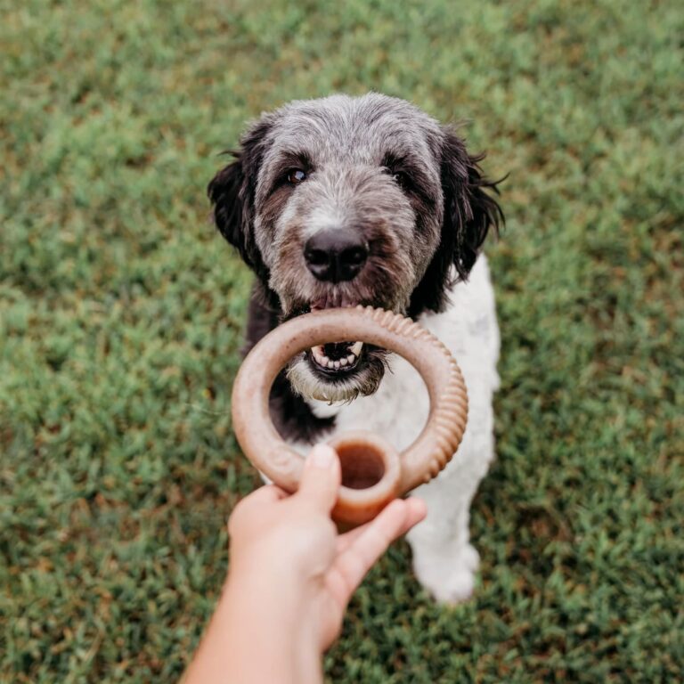 Benebone RING Dog Toy – Bacon
