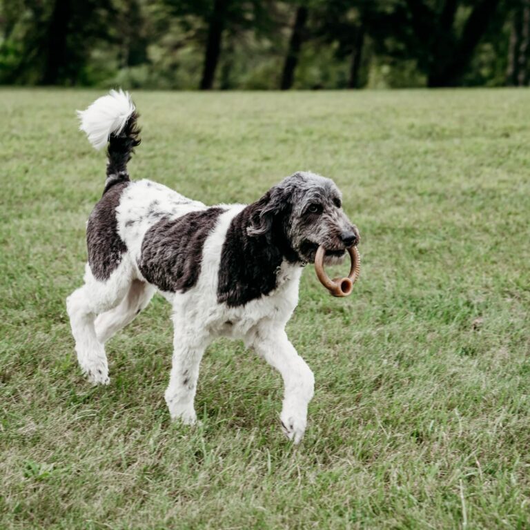 Benebone RING Dog Toy – Bacon