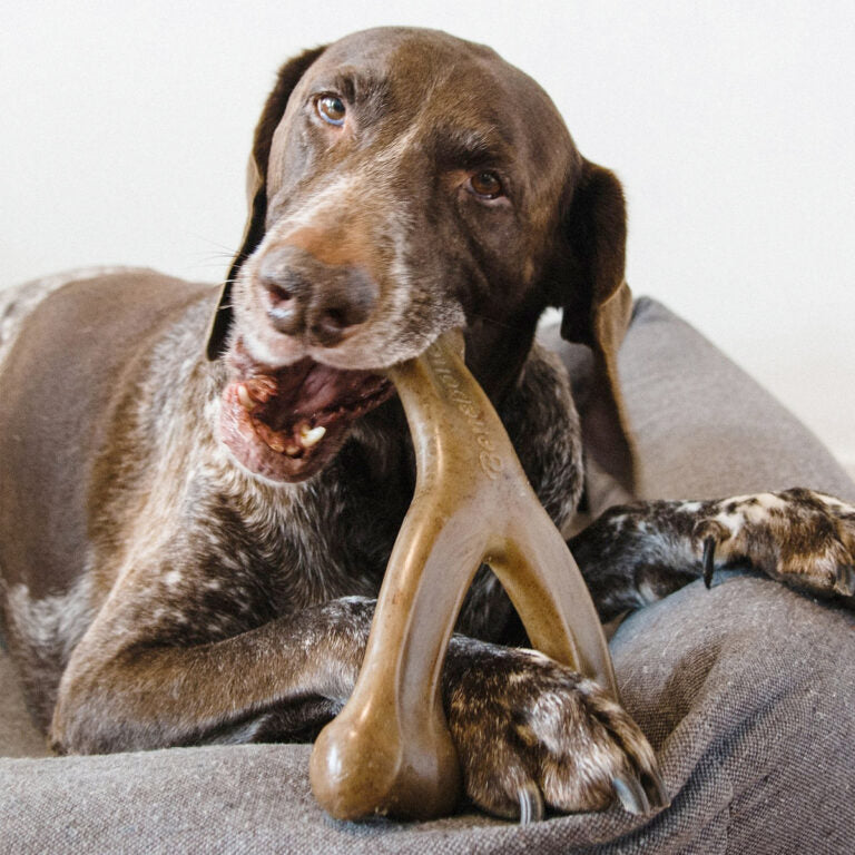 Benebone Wishbone Dog Chew Toy – Bacon