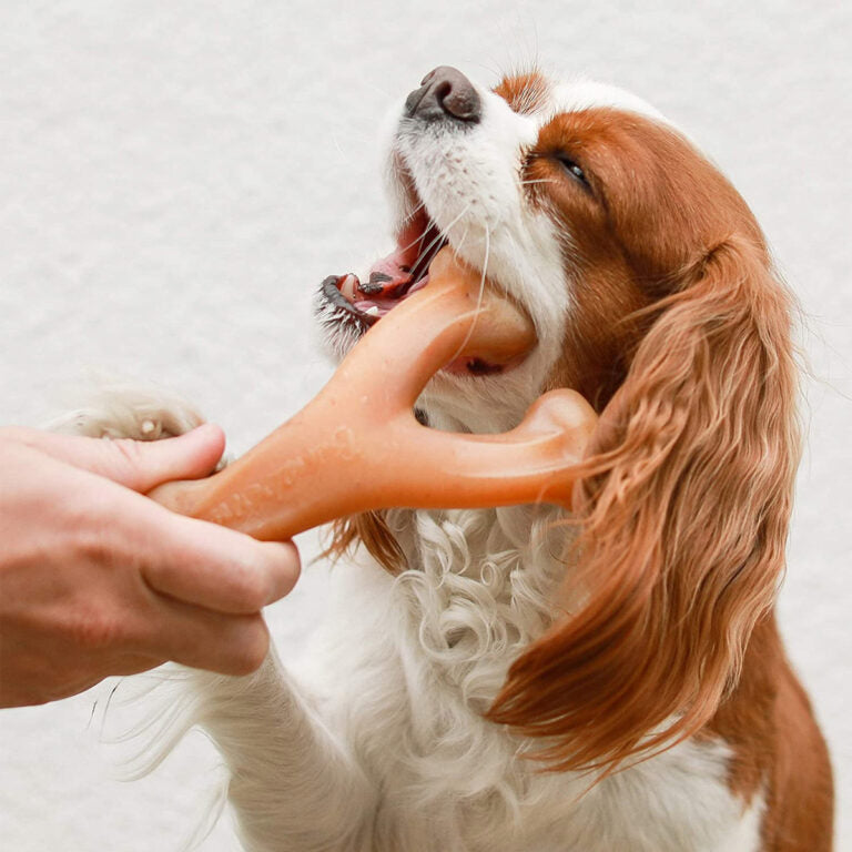 Benebone Wishbone Dog Chew Toy – Chicken
