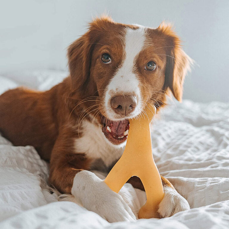 Benebone Wishbone Dog Chew Toy – Chicken