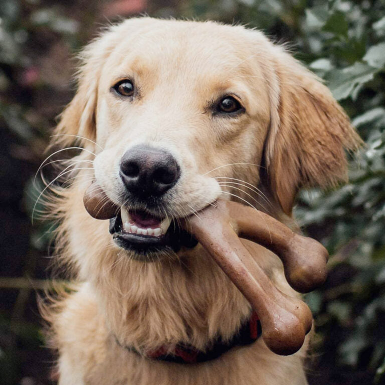 Benebone Wishbone Dog Chew Toy – Peanut
