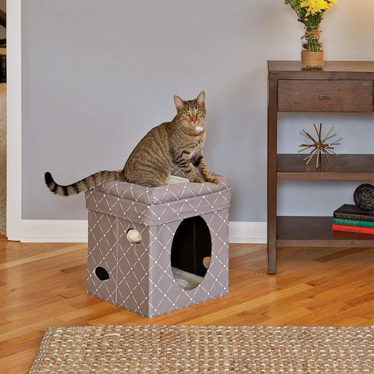 MidWest Curious Cat Cube – Mushroom