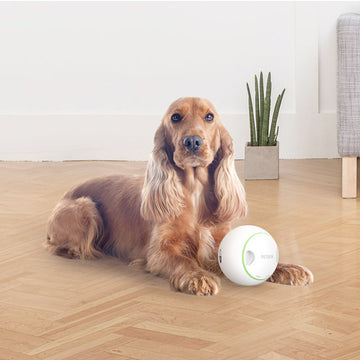 PetGeek Foodie Orb – Automatic Rolling Treat Ball