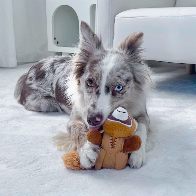 GiGwi Zoomin’ Friends Raccoon