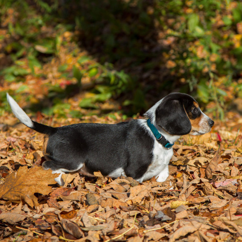 BASICS Adjustable Collar AQUA 1/2″ FOR SMALL DOGS