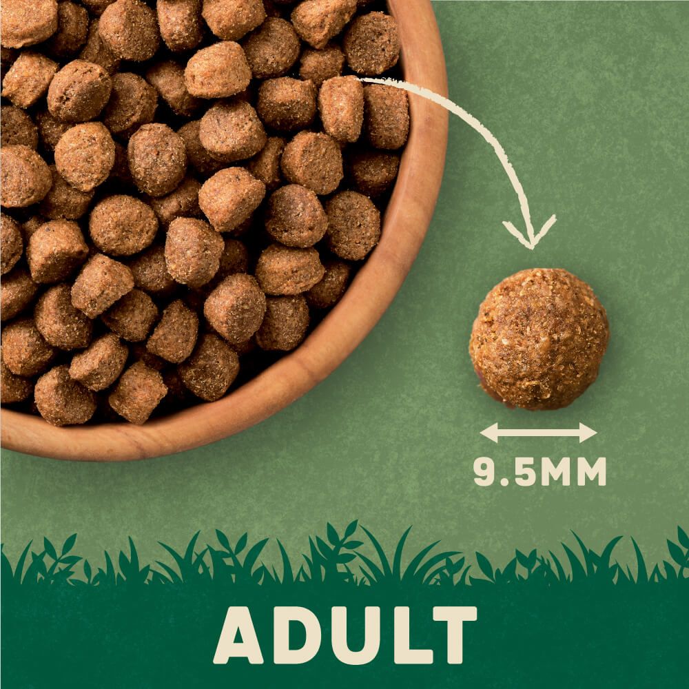 Harringtons Complete Salmon & Potato Adult Dry Dog Food