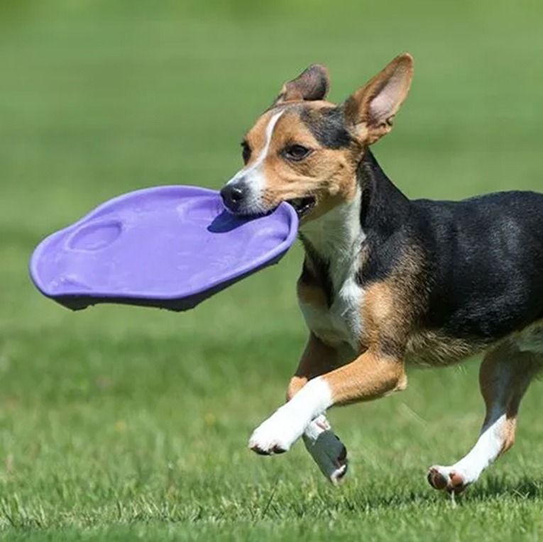 Beco Pets Rubber Flyer Dog Toy