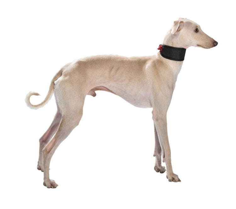 Bobby Levrier Oscar Collar Red, Medium