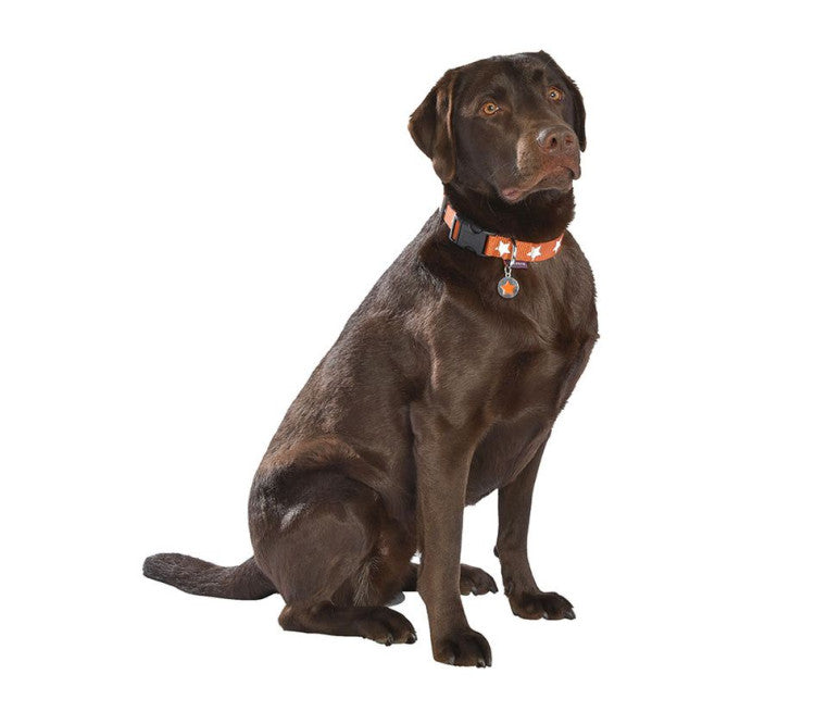 Bobby Midnight Collar Orange, Small