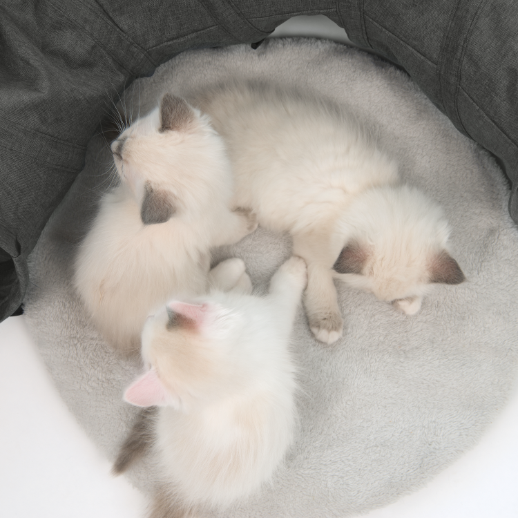 Catit Vesper Tunnel Grey