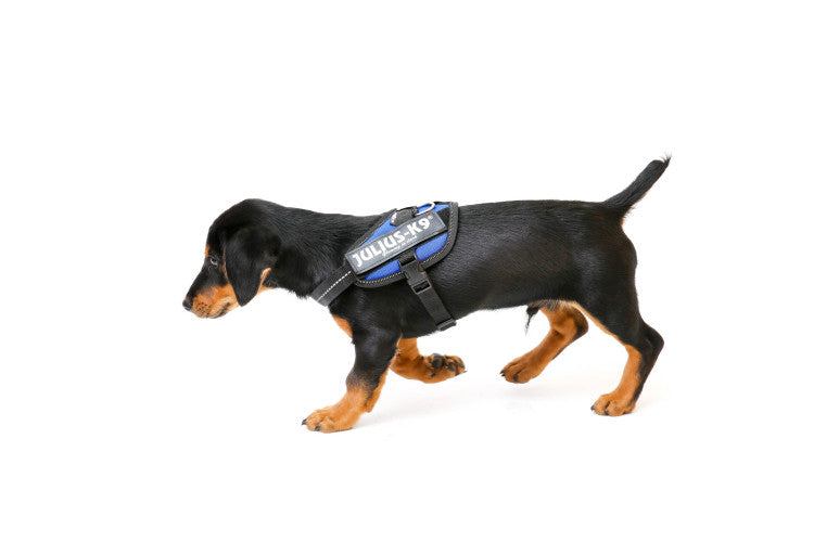 IDC Powerharness Blue Size Baby 1