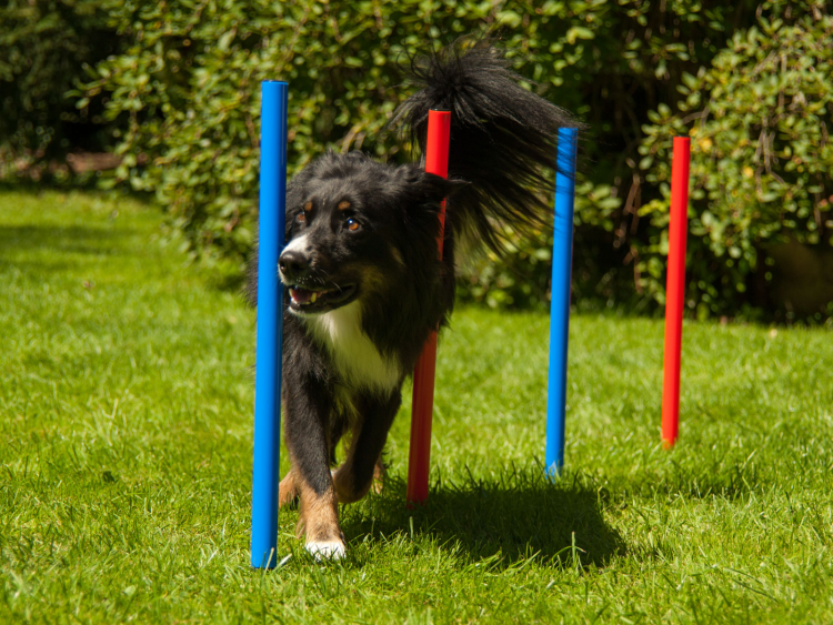 Agility Set K2