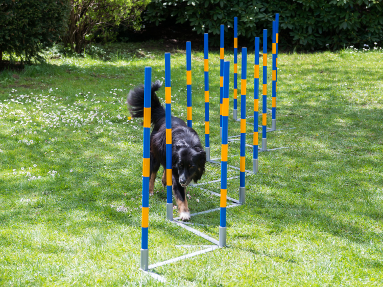 FCI Professional Agility Slalom
