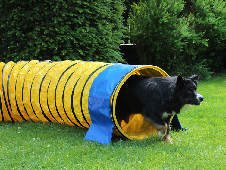 Professional Agility Tunnel, Yellow