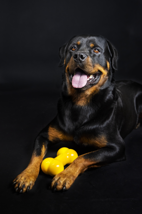 TastyBone Nylon Toy for Giant Dogs, Chicken Flavor