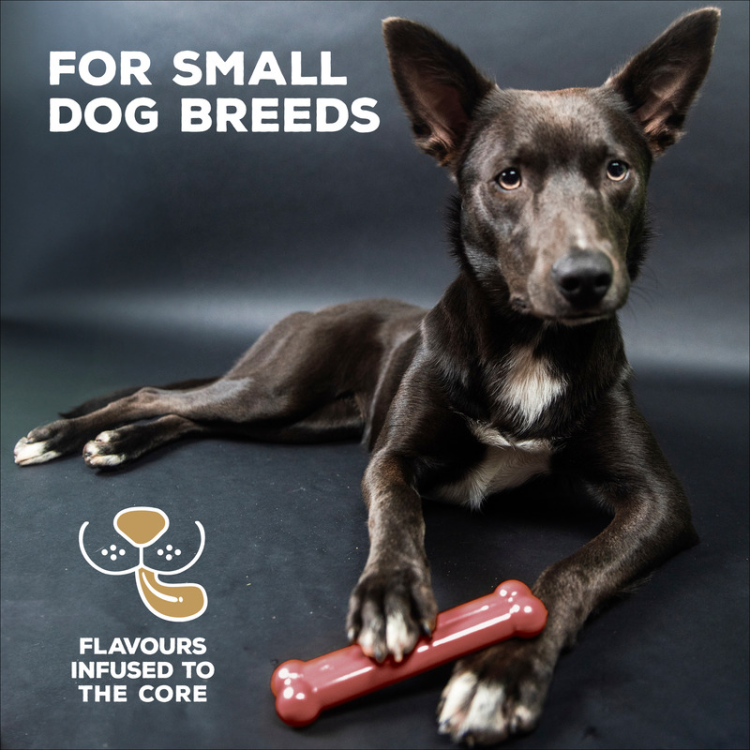 TastyBone Nylon Toy for Small Dogs, Bacon Flavor
