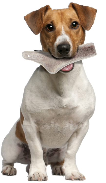 Natural Deer Antler Easy for Dogs Under 10 kg