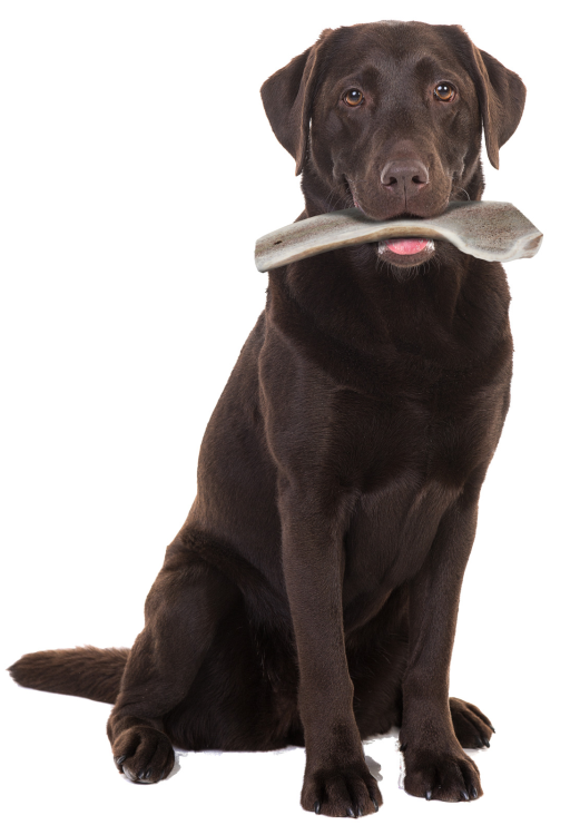 Natural Deer Antler Easy for Dogs Under 20 kg