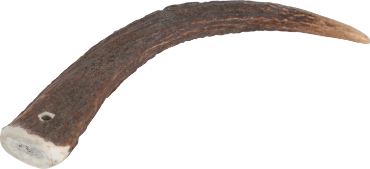 Natural Deer Antler Hard for Dogs Under 15 kg