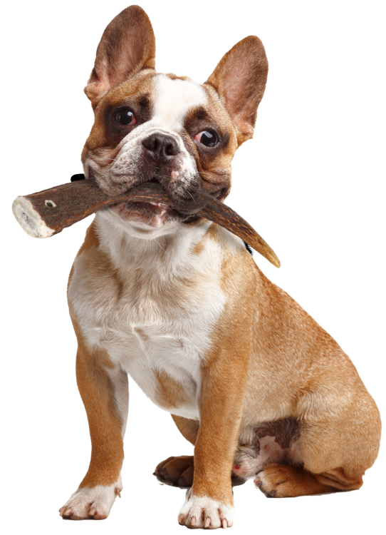 Natural Deer Antler Hard for Dogs Under 15 kg
