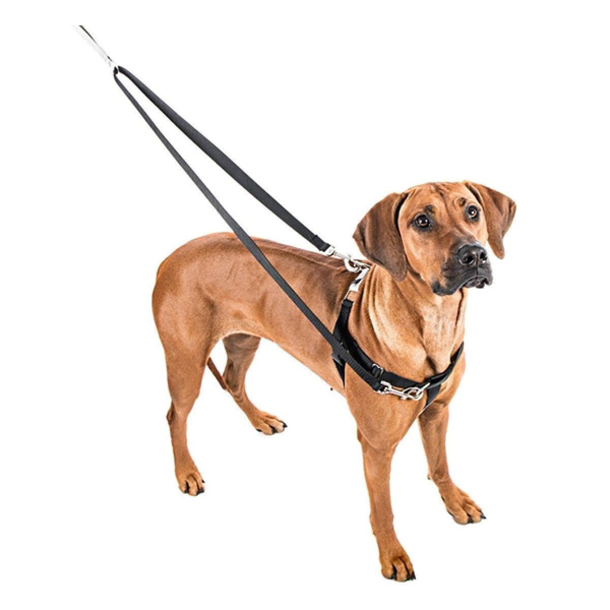 2 Hounds : Freedom No-Pull Harness and Leash - Royal Blue / Small 5/8"