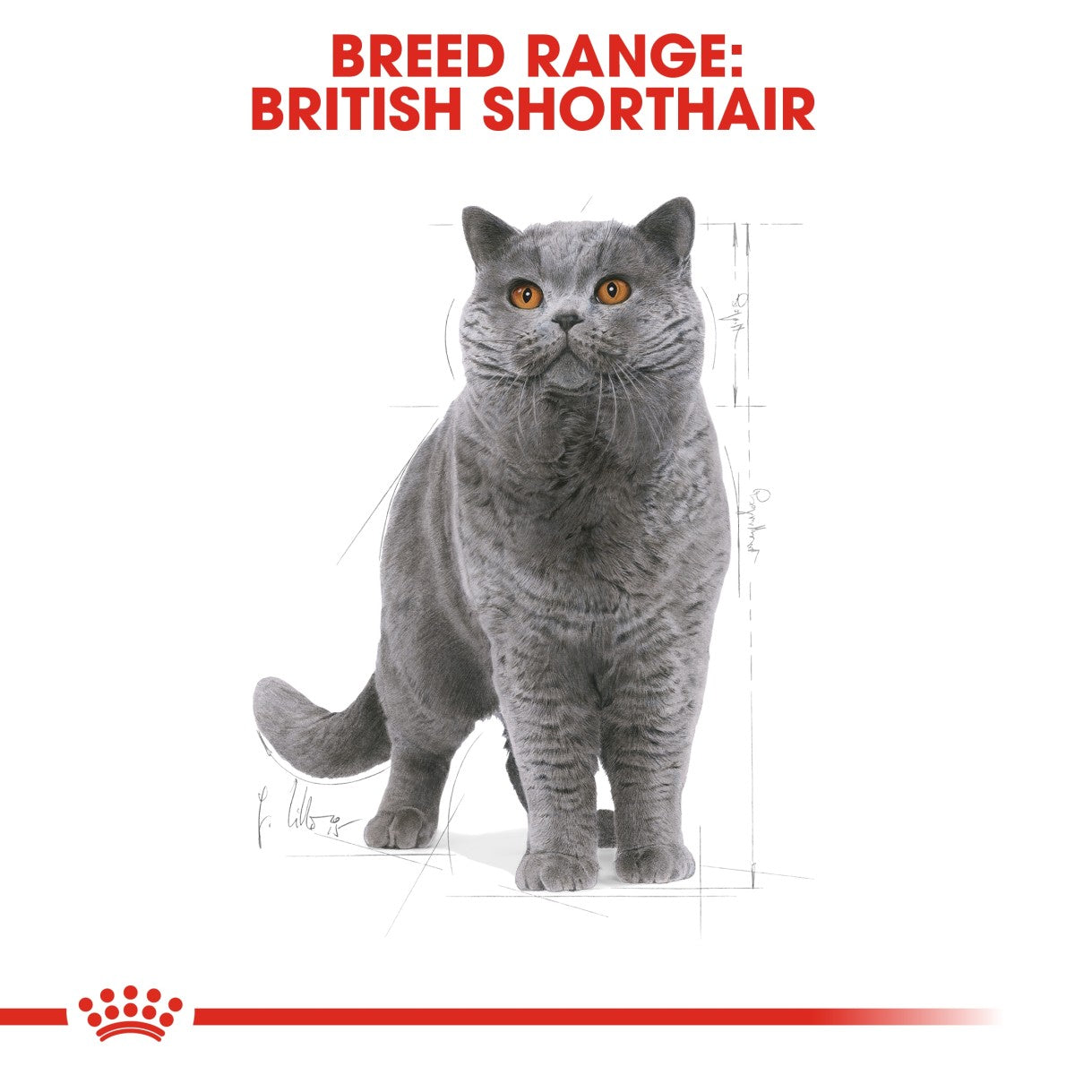 Royal Canin Feline Breed Nutrition British Shorthair 10 kg