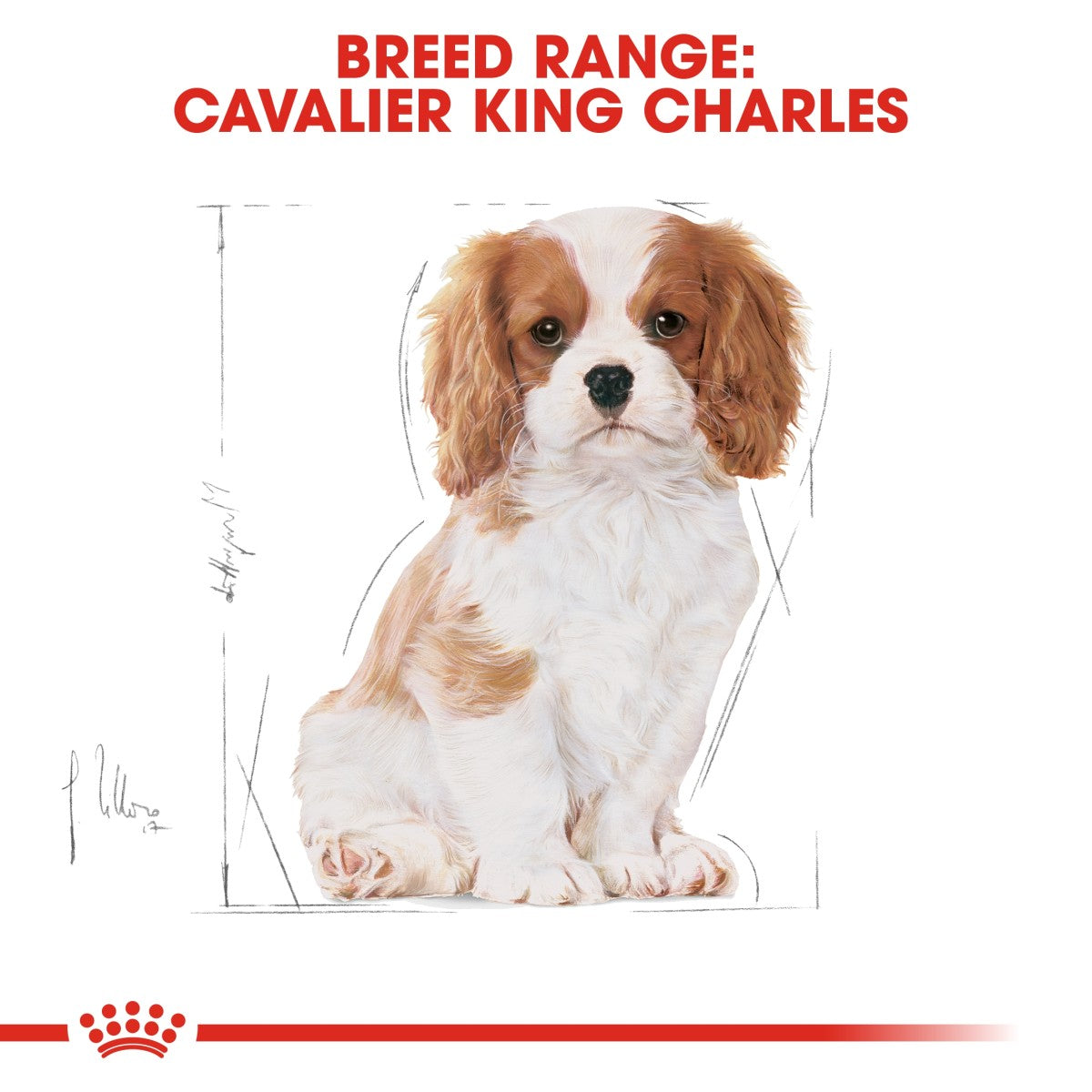 Royal Canin: Breed Health Nutrition Cavalier King Charles Puppy 1.5 kg