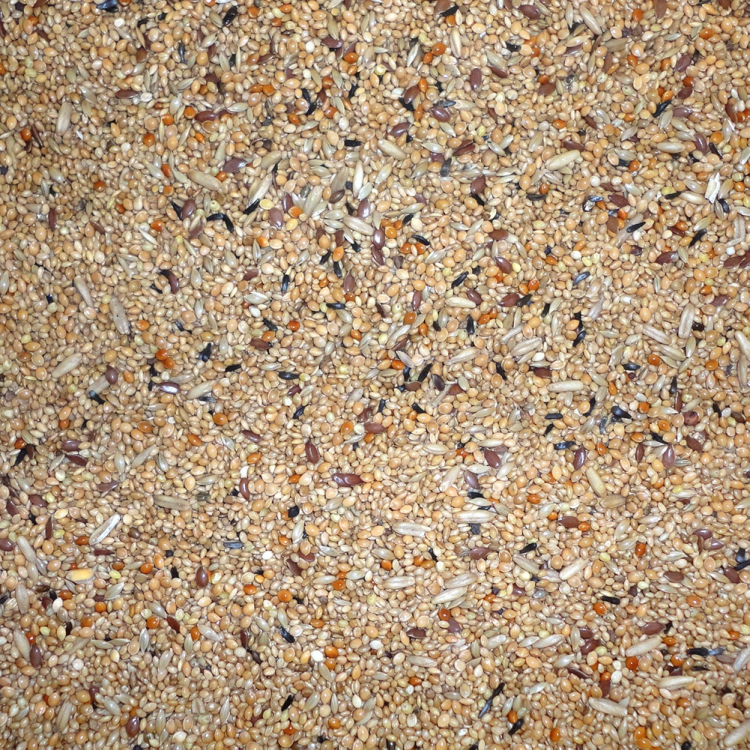 Exotic Budget Mix 20 kg