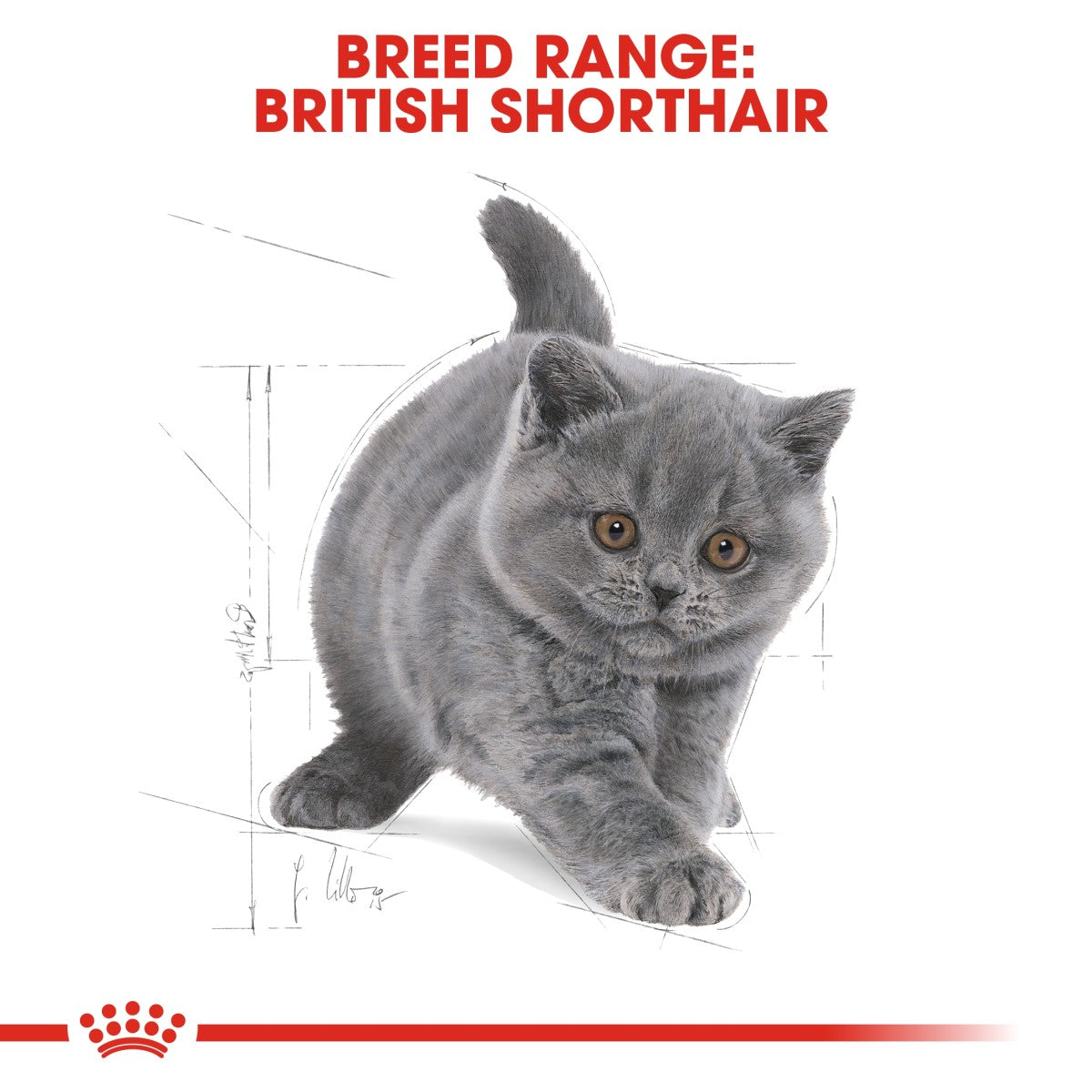Royal Canin Feline Breed Nutrition British Shorthair Kitten 2 kg