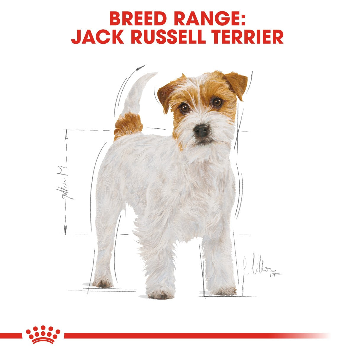 Royal Canin Breed Health Nutrition Jack Russell Adult 1.5 kg