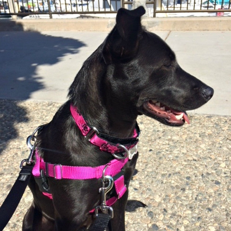 2 Hounds : Small Satin Lined Martingale Collar - Cherry Blossoms Fuchsia