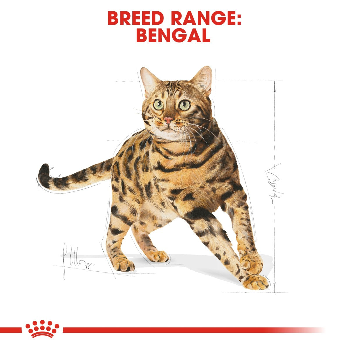 Royal Canin Feline Breed Nutrition Bengal Adult 2 kg