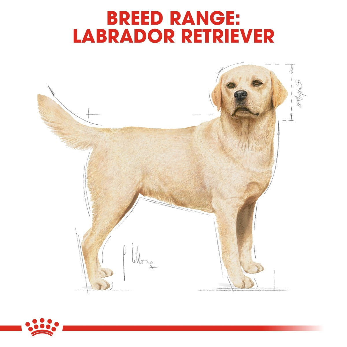 Royal Canin Breed Health Nutrition Labrador Adult 3 kg