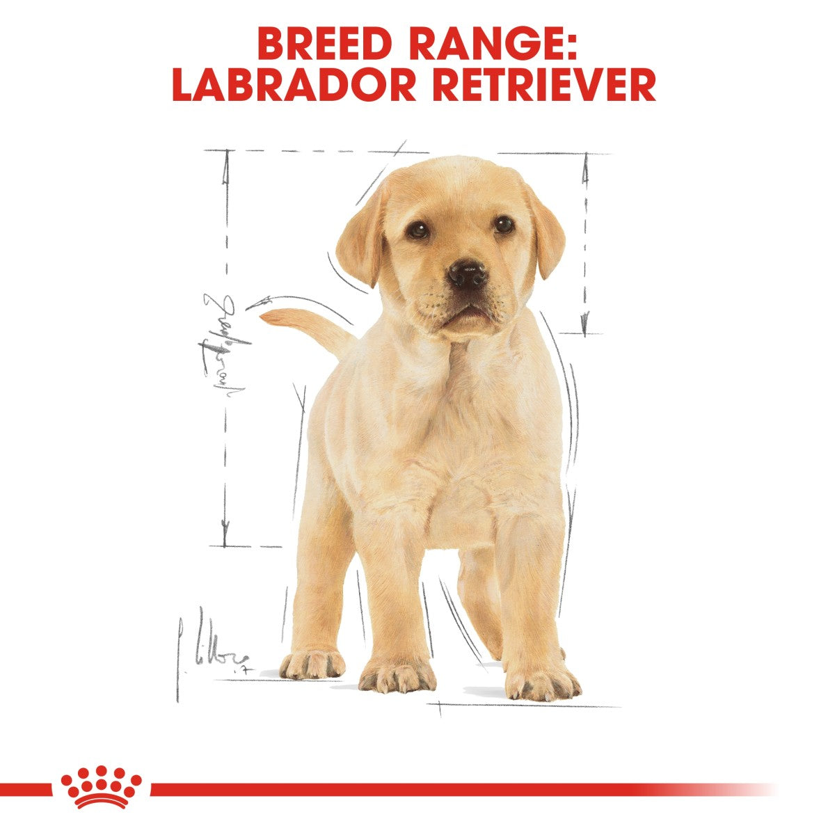 Royal Canin Breed Health Nutrition Labrador Puppy 12 kg