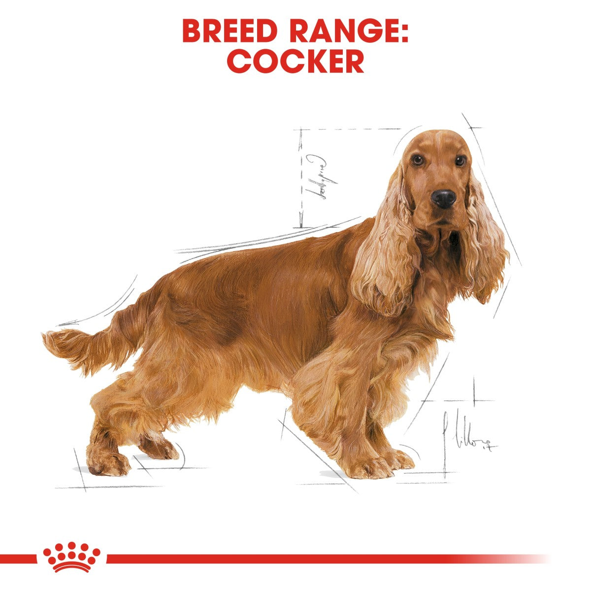 Royal Canin Breed Health Nutrition Cocker Adult 3 kg