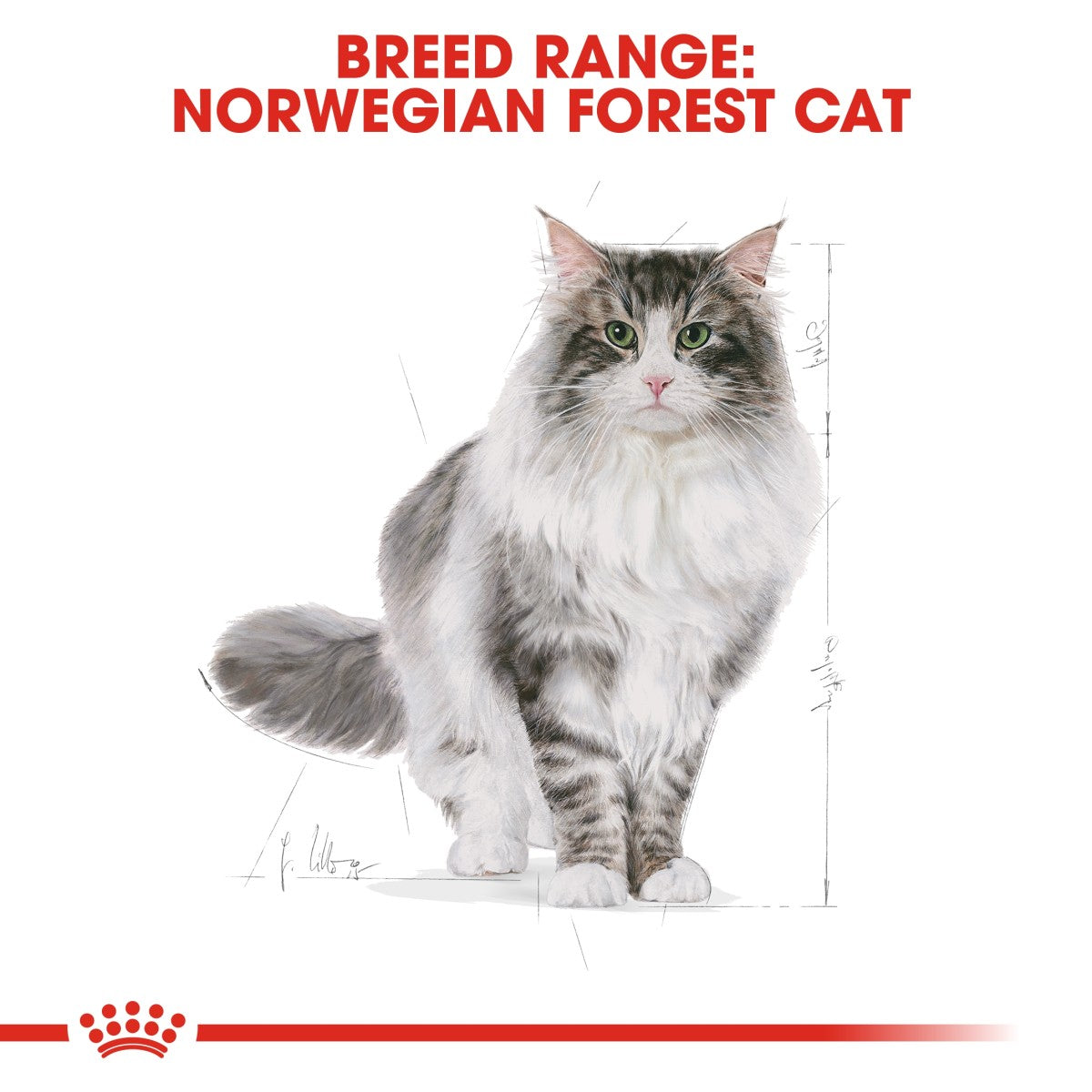 Royal Canin Feline Breed Nutrition Norwegian Forest Cat Adult 2 kg