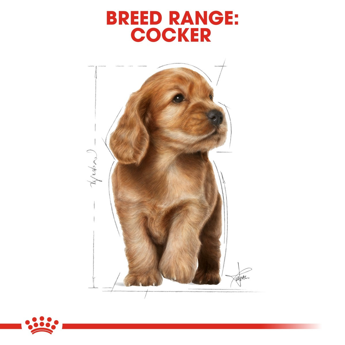 Royal Canin Breed Health Nutrition Cocker Puppy 3 kg