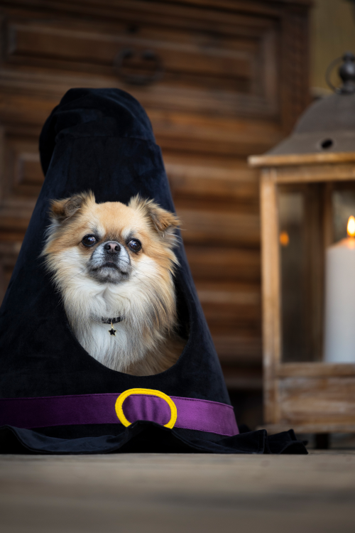 Bobby Bed Fright Witch Hat 36 x 45 cm