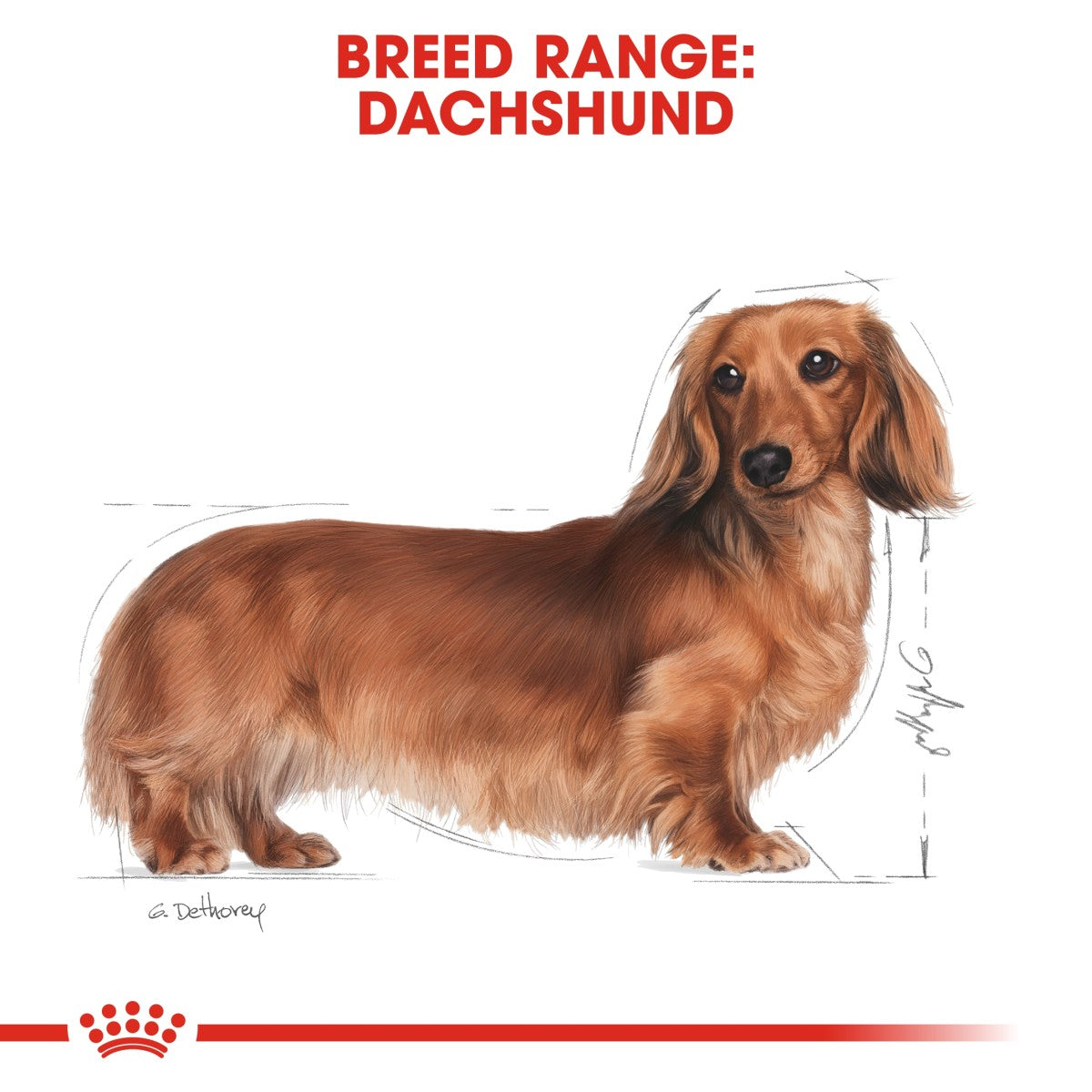 Royal Canin Breed Health Nutrition Dachshund Adult 1.5 kg